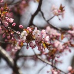 桜　開花宣言