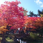 境内の紅葉が見頃です。