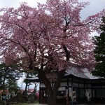 境内の桜が見頃です。