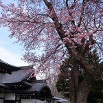 ようやく桜が開花いたしました！